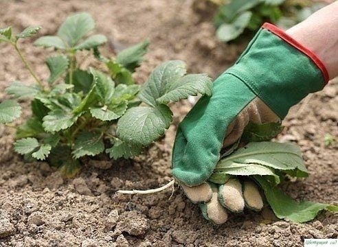 Как ухаживать за клубникoй в июле и августе Как ухаживать за клубникoй в июле и августе