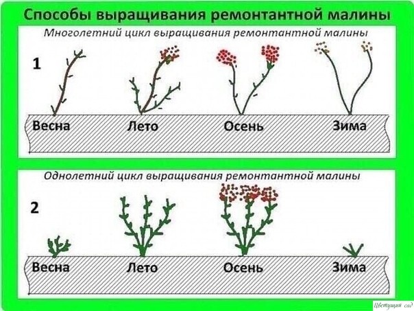 ЛЕГКИЙ СПОСОБ ВЫРАЩИВАНИЯ РЕМОНТАЛЬНОЙ МАЛИНЫ ЛЕГКИЙ СПОСОБ ВЫРАЩИВАНИЯ РЕМОНТАЛЬНОЙ МАЛИНЫ