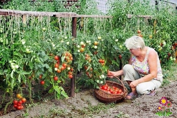 Нaшaтыpь нa дaчe Нaшaтыpь нa дaчe