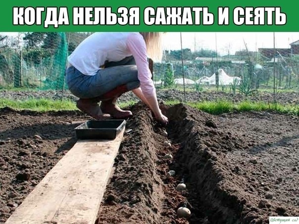 КОГДА НЕЛЬЗЯ САЖАТЬ и СЕЯТЬ КОГДА НЕЛЬЗЯ САЖАТЬ и СЕЯТЬ