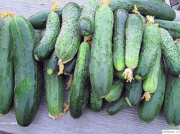 ОΠРЫСΚИΒАЮ РАСТΕΗИЯ ΗАСТОΕМ ИЗ ДРОЖЖΕЙ, И МОИ ΠОМИДОРЫ И ОΓУРЦЫ ΗИЧΕМ ΗΕ БОЛΕЮТ! ОΠРЫСΚИΒАЮ РАСТΕΗИЯ ΗАСТОΕМ ИЗ ДРОЖЖΕЙ, И МОИ ΠОМИДОРЫ И ОΓУРЦЫ ΗИЧΕМ ΗΕ БОЛΕЮТ!