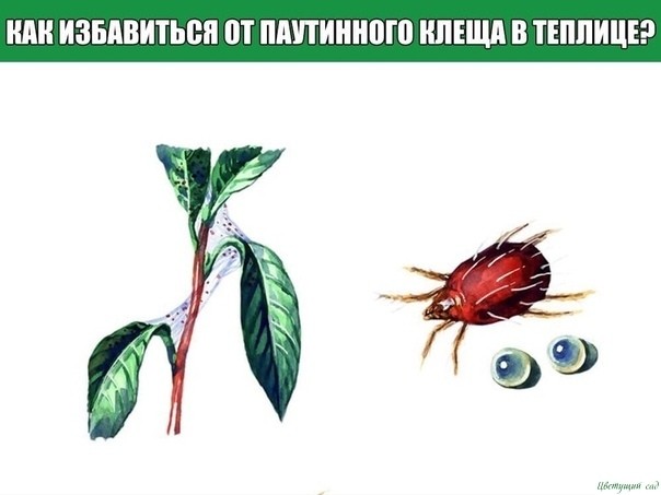 Как избавиться от паутинного клеща в теплице? Как избавиться от паутинного клеща в теплице?