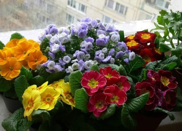 ПРИМУЛА: какой сорт выбрать, как посадить ПРИМУЛА: какой сорт выбрать, как посадить