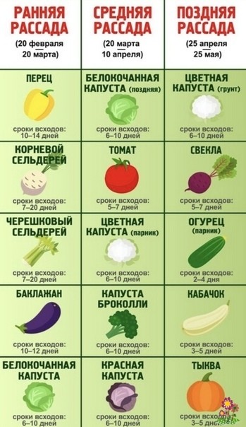Когда сеять овощи на рассаду: Когда сеять овощи на рассаду: