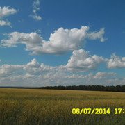 Аниса
