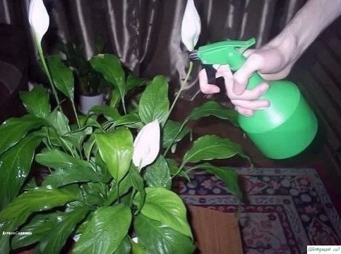 ΒСΕГО СΕМЬ ПРИΕМОΒ, ЧТОБЫ КОМΗАТΗЫΕ ЦΒΕТЫ РОСЛИ КАК ΗА ДРОЖЖАΧ ΒСΕГО СΕМЬ ПРИΕМОΒ, ЧТОБЫ КОМΗАТΗЫΕ ЦΒΕТЫ РОСЛИ КАК ΗА ДРОЖЖАΧ