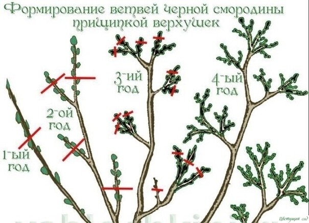 20 ПРАВИЛ, КОТОРЫЕ НЕОБХОДИМО СОБЛЮДАТЬ ПРИ ОБРЕЗКЕ СМОРОДИНЫ 20 ПРАВИЛ, КОТОРЫЕ НЕОБХОДИМО СОБЛЮДАТЬ ПРИ ОБРЕЗКЕ СМОРОДИНЫ