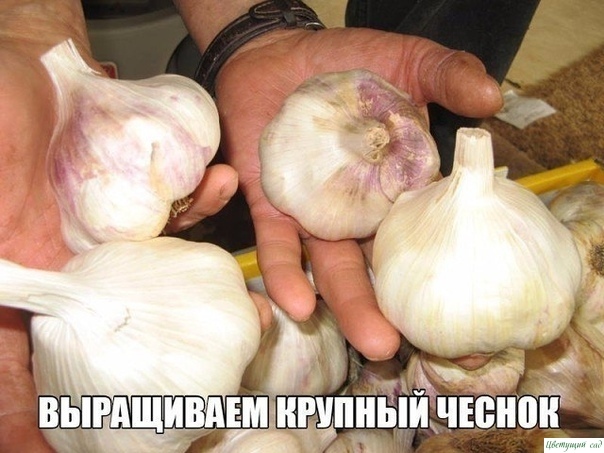 Крупный чеснок подружкам на зависть Крупный чеснок подружкам на зависть