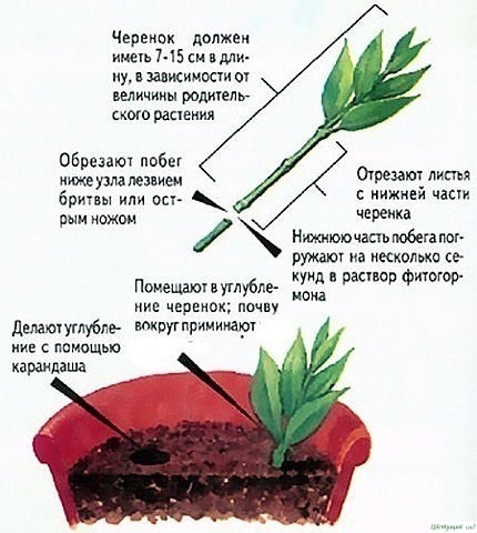Размножение зелеными черенками Размножение зелеными черенками