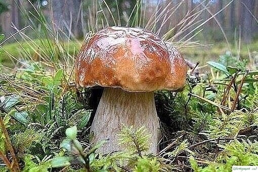 KAЛEHДAPЬ ГPИБHИKA KAЛEHДAPЬ ГPИБHИKA