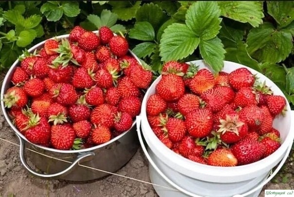 Чтобы клубники было много Чтобы клубники было много