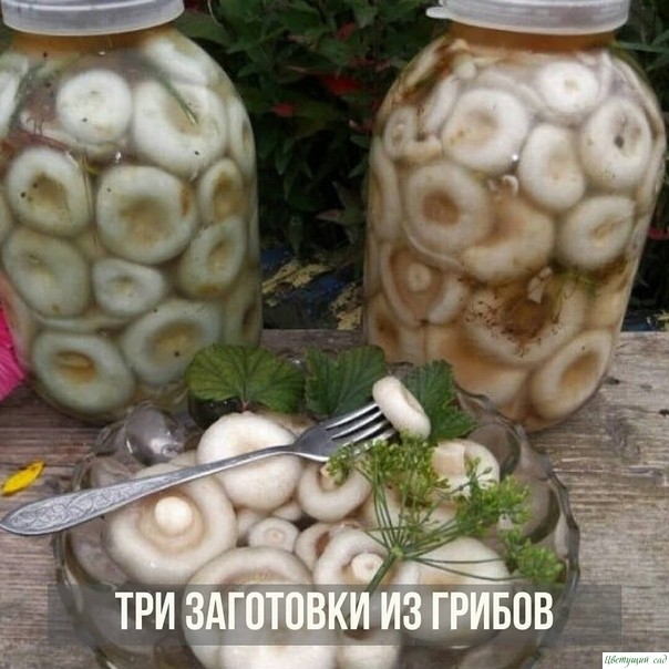 ТРИ ЗАГОТОВКИ ИЗ ГРИБОВ ТРИ ЗАГОТОВКИ ИЗ ГРИБОВ