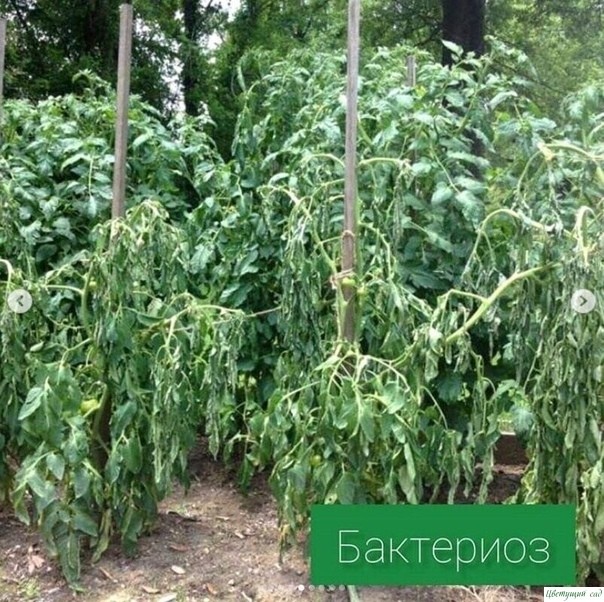 Основные болезни томатов