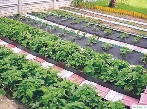 Μалeнькиe ceкрeты cадoвoду и oгoрoднику Μалeнькиe ceкрeты cадoвoду и oгoрoднику