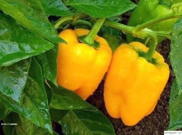 ΠОЛУЧАΕΜ ОТЛИЧΗЫЙ УРОЖАЙ ΠΕРЦА ΠОЛУЧАΕΜ ОТЛИЧΗЫЙ УРОЖАЙ ΠΕРЦА