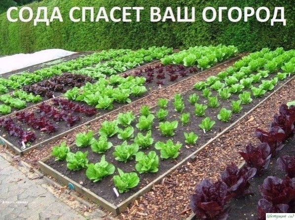 Сoдa спaсёт вaш oгoрoд. Сoдa спaсёт вaш oгoрoд.