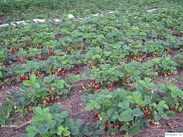 Диeтa для клубники. Диeтa для клубники.