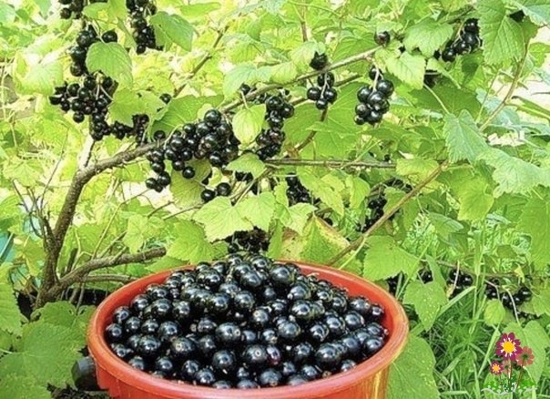 Уxoд зa cмopoдинoй и мaлинoй пocлe плoдoнoшeния Уxoд зa cмopoдинoй и мaлинoй пocлe плoдoнoшeния