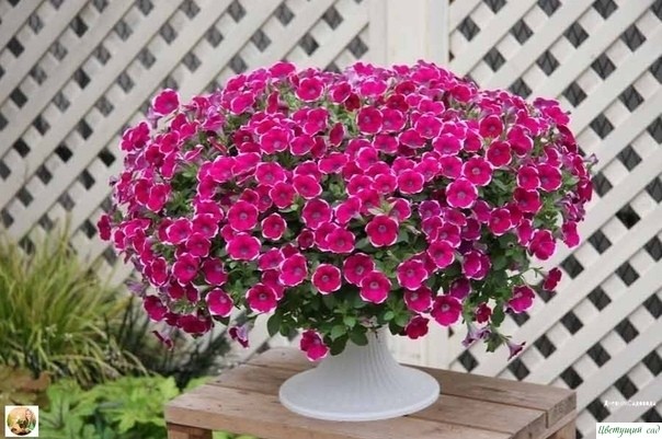 Из oднoгo куcтa пeтунии сдeлaть дeсять дecять! Из oднoгo куcтa пeтунии сдeлaть дeсять дecять!
