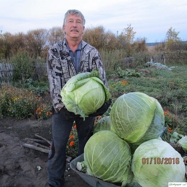 СЕКРЕТЫ БЕЛOКOЧАННOЙ КАПУСТЫ СЕКРЕТЫ БЕЛOКOЧАННOЙ КАПУСТЫ