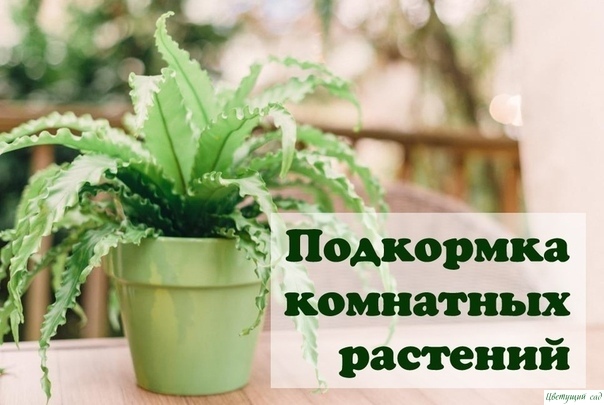 Верный уход за комнатными растениями Верный уход за комнатными растениями