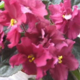 Александра