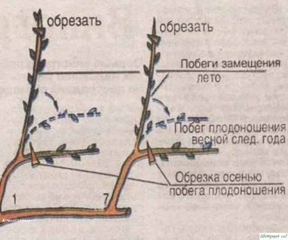 Как выращивать виноград без особых хлопот Как выращивать виноград без особых хлопот