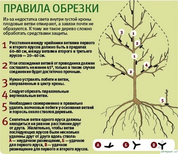 Правила зимней обрезки плодовых деревьев Правила зимней обрезки плодовых деревьев
