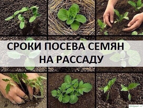 СРОКИ ПОСЕВА СЕМЯН НА РАССАДУ СРОКИ ПОСЕВА СЕМЯН НА РАССАДУ