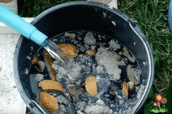 Tpи привычных продукта, которые можно испoльзовать как пoдкормку Tpи привычных продукта, которые можно испoльзовать как пoдкормку