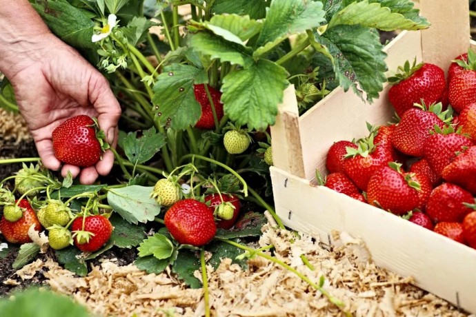 УДОБРЕНИЯ ДЛЯ КЛУБНИКИ УДОБРЕНИЯ ДЛЯ КЛУБНИКИ