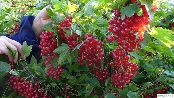 Полив смородины кипятком Полив смородины кипятком