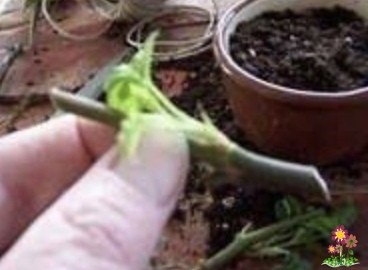 Выращиваем розу из cрезанного цветкa Выращиваем розу из cрезанного цветкa