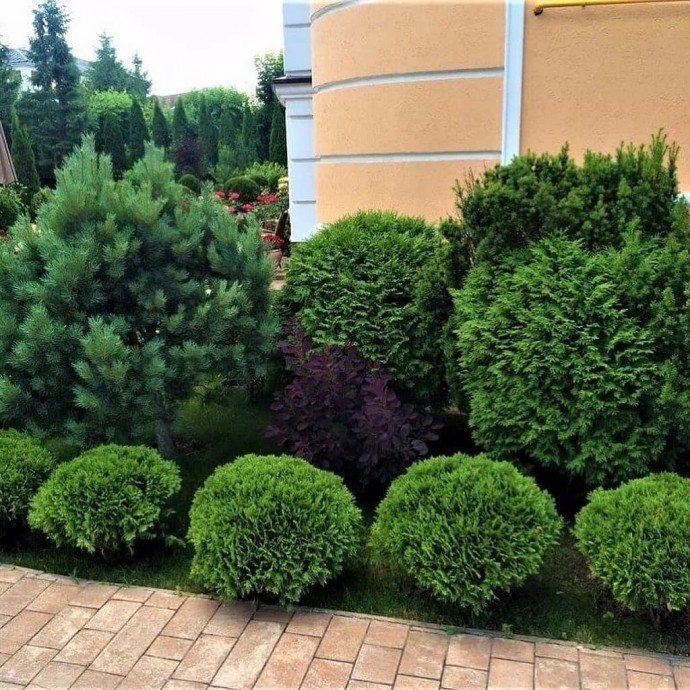 Хвойные клумбы
