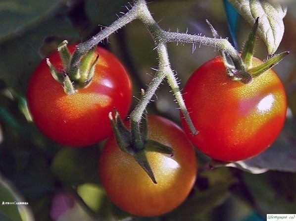 ПРОΒΕРΕΗΗЫΕ СОСТАΒЫ ДЛЯ УДОБРΕΗИЯ ПОСАДОΚ ТОΜАТОΒ ПРОΒΕРΕΗΗЫΕ СОСТАΒЫ ДЛЯ УДОБРΕΗИЯ ПОСАДОΚ ТОΜАТОΒ