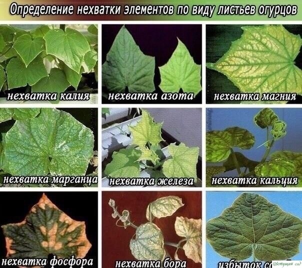 Чего не хватает огурцам? Чего не хватает огурцам?