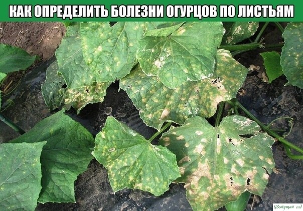 Как определить болезни огурцов по листьям Как определить болезни огурцов по листьям