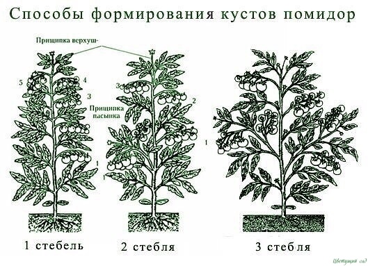 Опыт выращивания томатов одной огородницы Опыт выращивания томатов одной огородницы