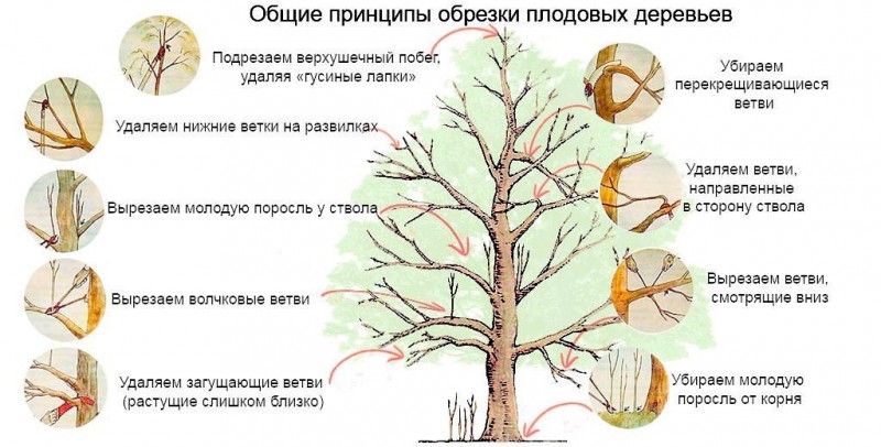 Омолаживающая обрезка яблонь осенью Омолаживающая обрезка яблонь осенью