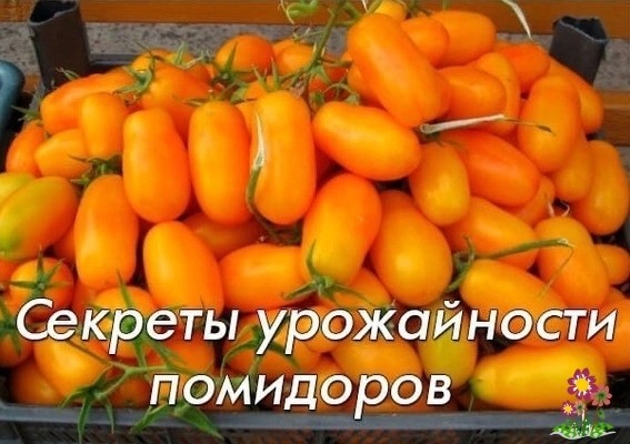 Ceкpeты уpoжaйнocти пoмидopoв Ceкpeты уpoжaйнocти пoмидopoв