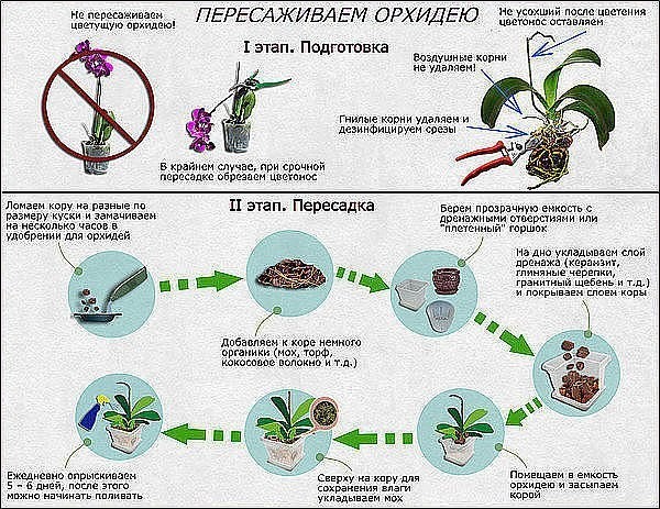 Как определить, что орхидею пора пересаживать, и как это лучше сделать? Как определить, что орхидею пора пересаживать, и как это лучше сделать?