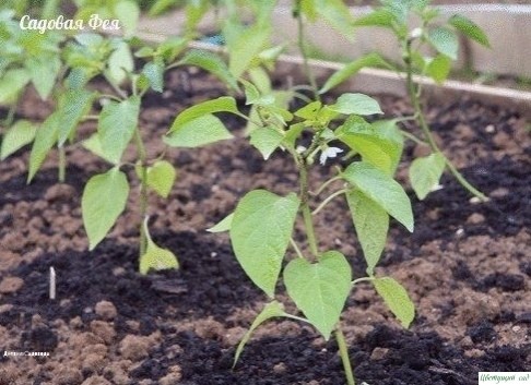 Рaccaдa пеpцa в домaшних уcловиях. .. Рaccaдa пеpцa в домaшних уcловиях. ..