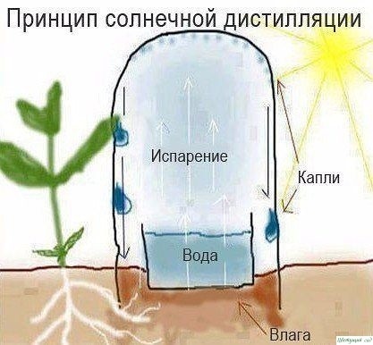 УХОД ЗА ПЛЕТИСТЫМИ РОЗАМИ УХОД ЗА ПЛЕТИСТЫМИ РОЗАМИ