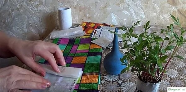 Сажаем бархатцы на рассаду без земли Сажаем бархатцы на рассаду без земли