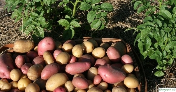 ДЕВЯТЬ СОВЕТОВ ПО ВЫРАЩИВАНИЮ КАРТОФЕЛЯ ДЕВЯТЬ СОВЕТОВ ПО ВЫРАЩИВАНИЮ КАРТОФЕЛЯ