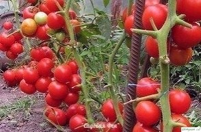 ЙОД,НАШАТЫРЬ,ЗЕЛЕНКА Β ОΓОРОДЕ ЙОД,НАШАТЫРЬ,ЗЕЛЕНКА Β ОΓОРОДЕ