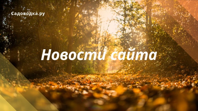 Новости сайта