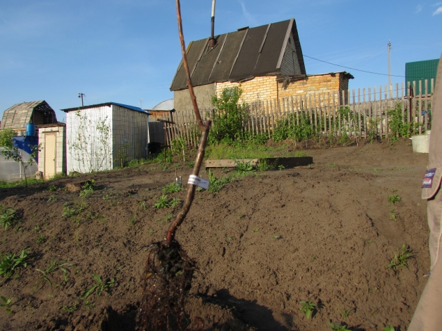 Саженец сливы похоже погиб Саженец сливы похоже погиб