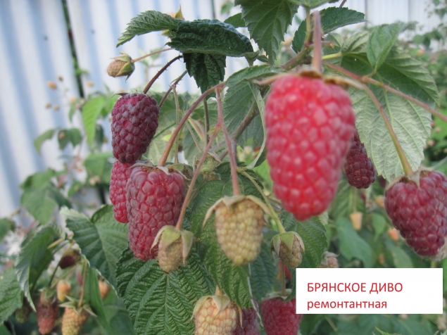 ЯГОДА МАЛИНА ЯГОДА МАЛИНА