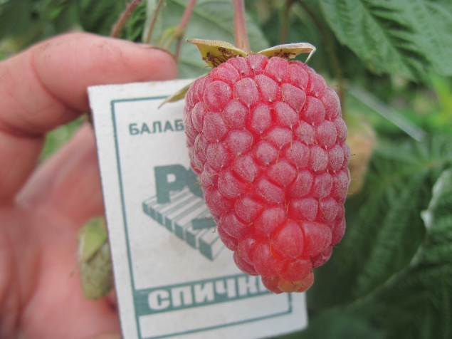 ЯГОДА МАЛИНА ЯГОДА МАЛИНА